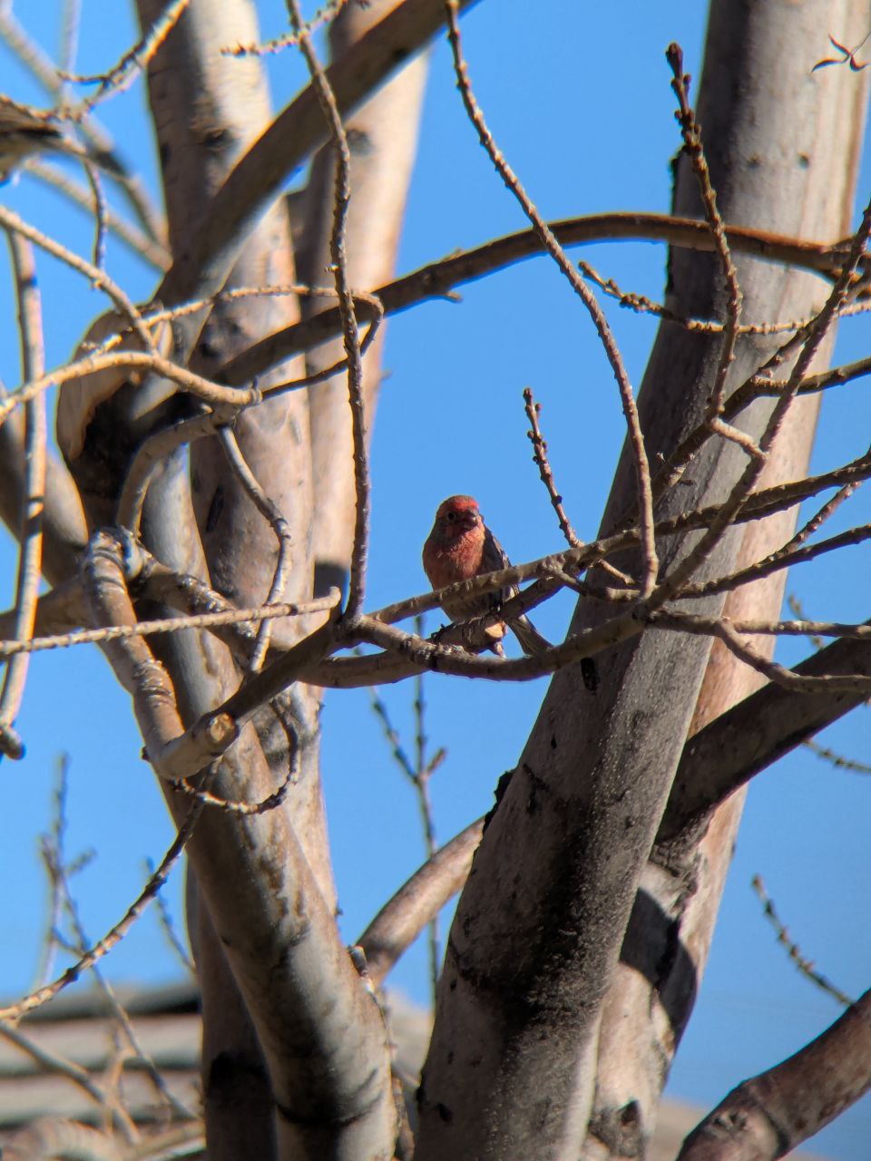 image of finches in tree